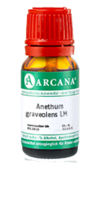 ANETHUM graveolens LM 29 Dilution